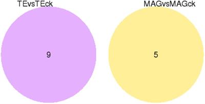 Transcriptome Analysis of Ophraella communa Male Reproductive Tract in Indirect Response to Elevated CO2 and Heat Wave